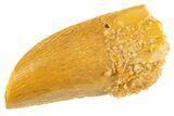 Serrated Raptor Tooth - Feeding Worn Tip #332133-1